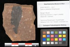 Foto (Objekt + Etikett) von Quercus palaeoilex Ettingshausen (NHMW-GEO-2024-0188-0910)